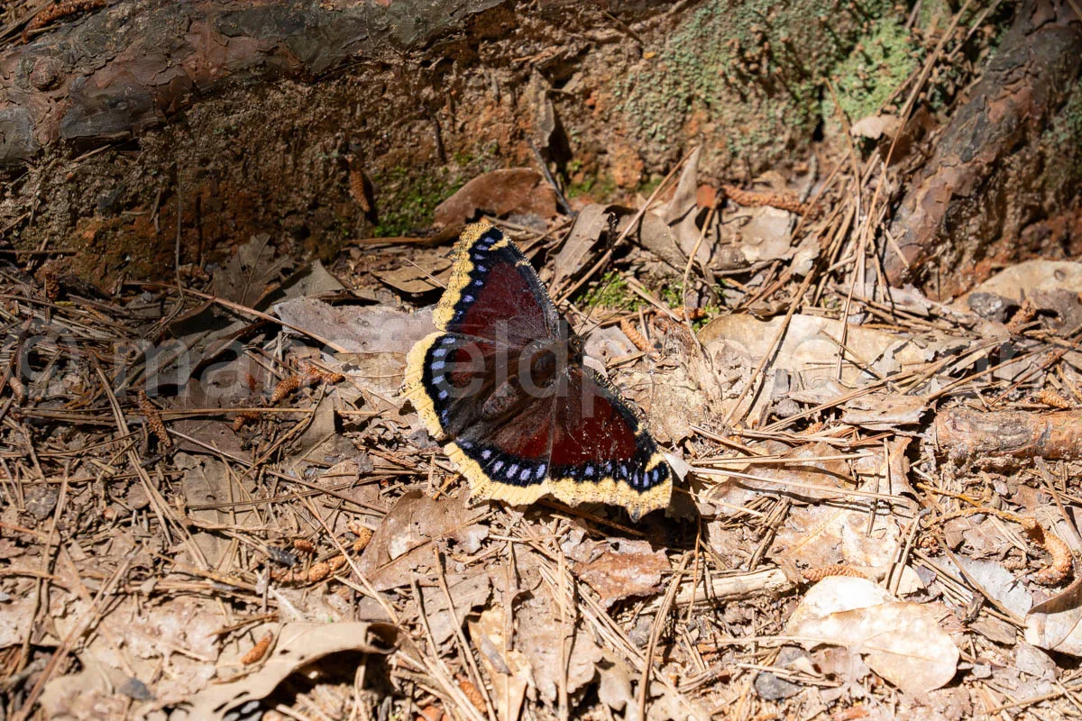 Mourning Cloak Butterfly At Tyler State Park A4-33490