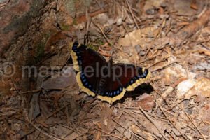 Mourning Cloak Butterfly At Tyler State Park A4-33496 - Mansfield Photography