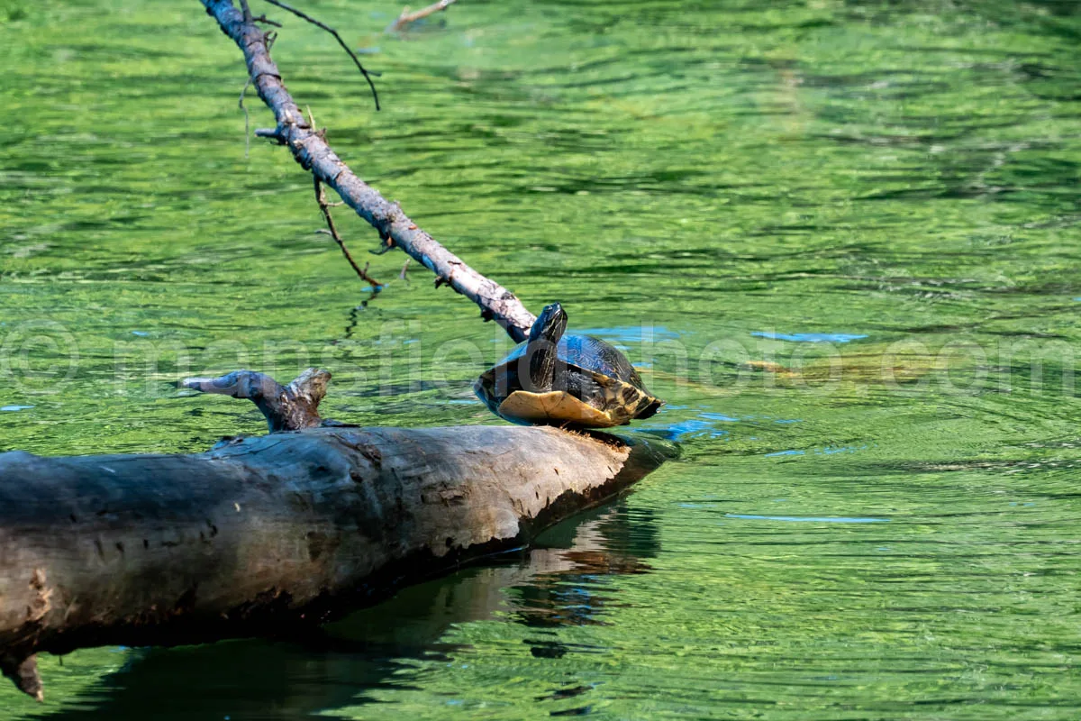 Turtle At Tyler State Park A4-33499