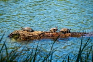 Turtle At Tyler State Park A4-33504 - Mansfield Photography