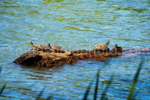 Turtle At Tyler State Park A4-33509 - Mansfield Photography