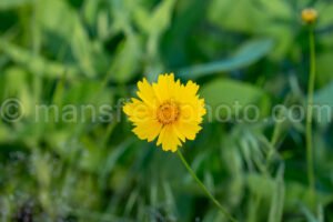 Lanceleaf Coreopsis A4-33525 - Mansfield Photography