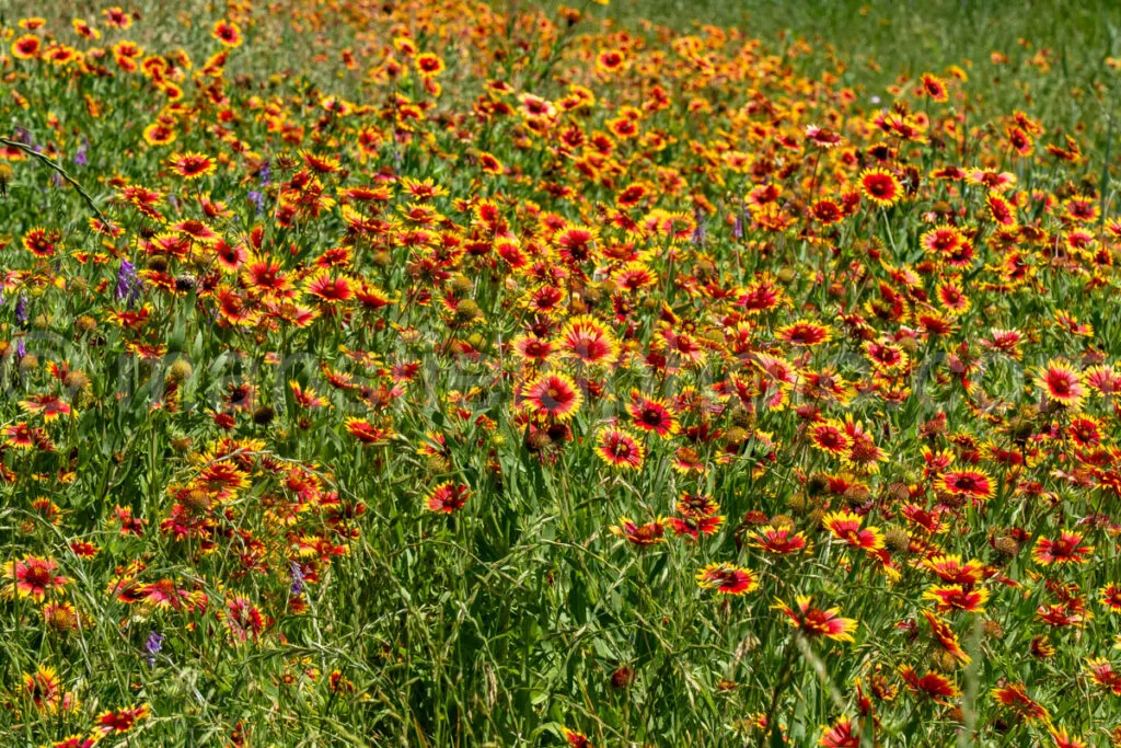 Indian Blanket Flower A4-33531 - Mansfield Photography