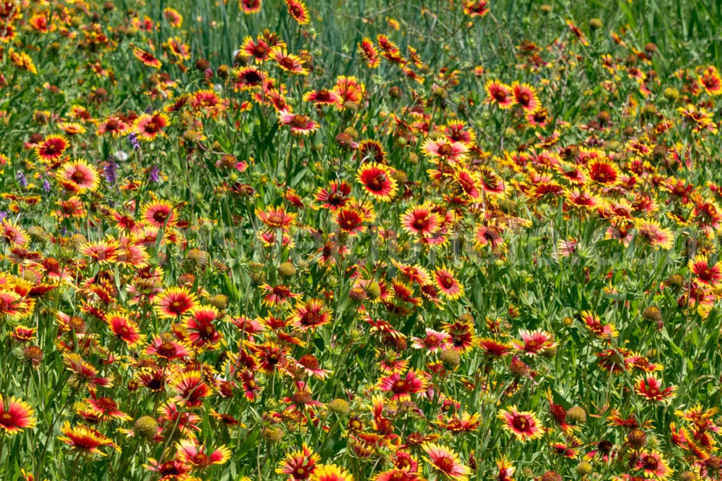 Indian Blanket Flower A4-33532 - Mansfield Photography