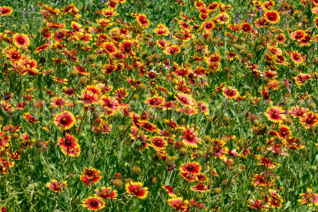 Indian Blanket Flower A4-33536 - Mansfield Photography