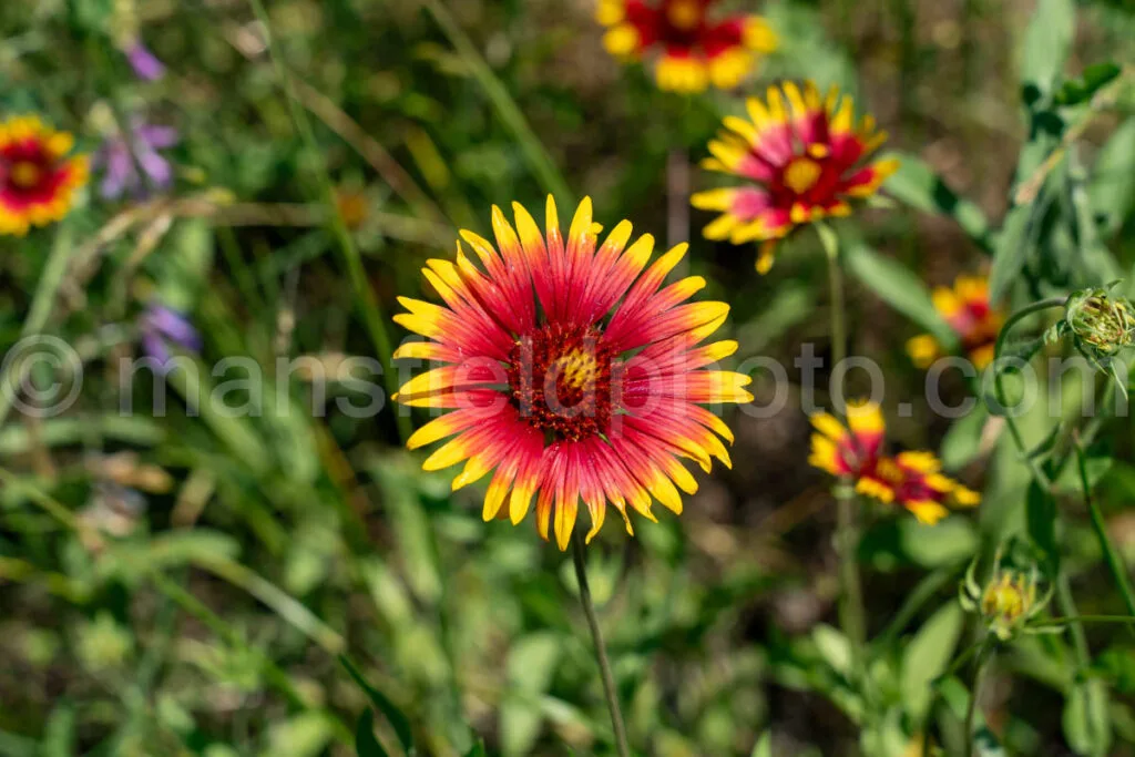 Indian Blanket Flower A4-33538 - Mansfield Photography