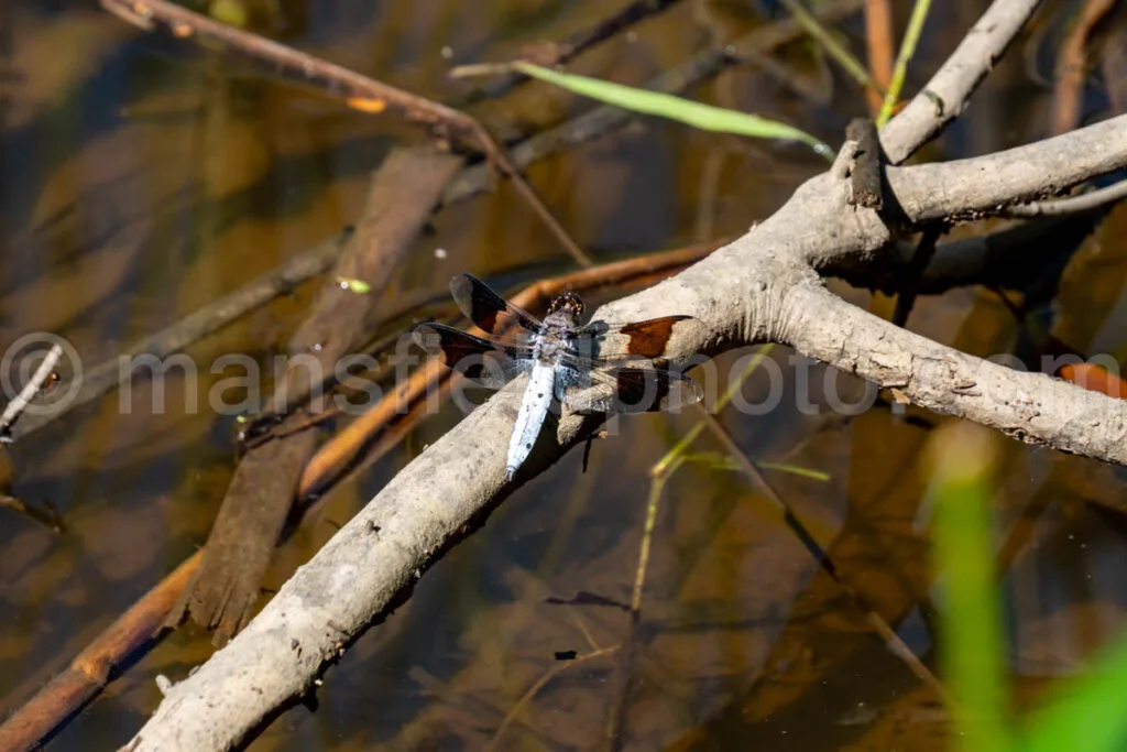 Common Whitetail Dragonfly - Long-Tailed Skimmer A4-33544 - Mansfield Photography