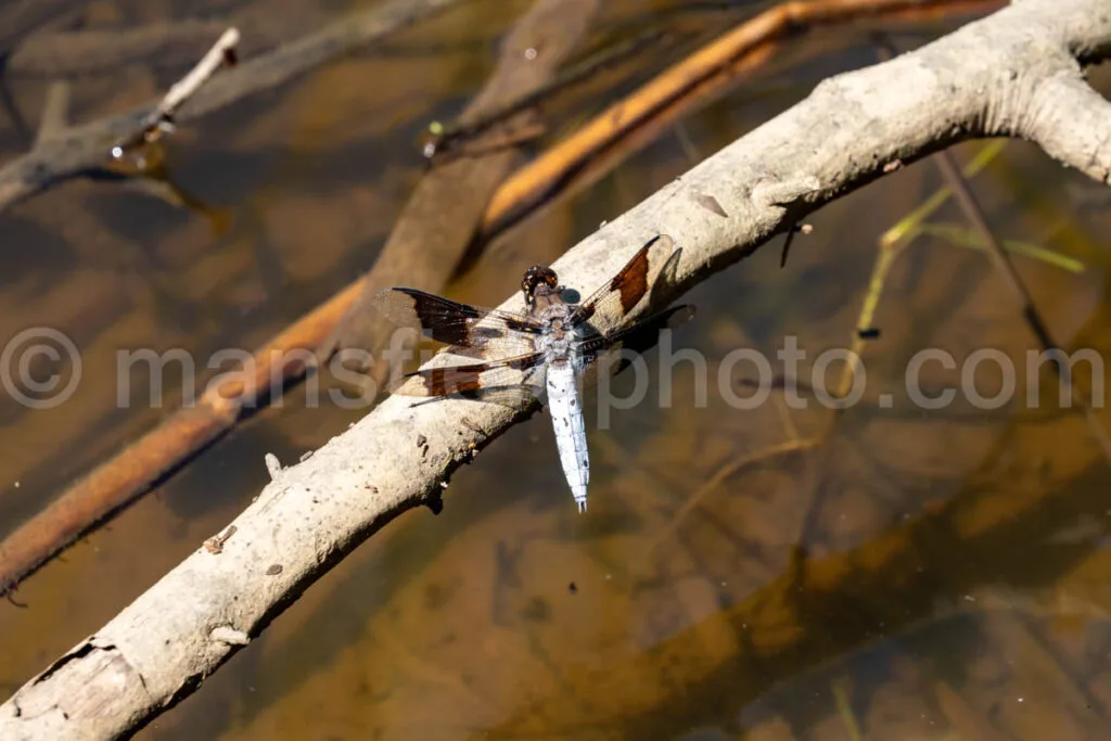 Common Whitetail Dragonfly - Long-Tailed Skimmer A4-33546 - Mansfield Photography