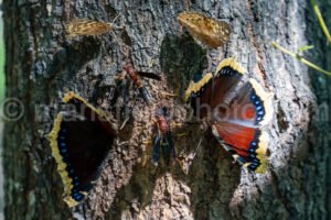 Insects Feeding At Purtis Creek State Park A4-33558 - Mansfield Photography