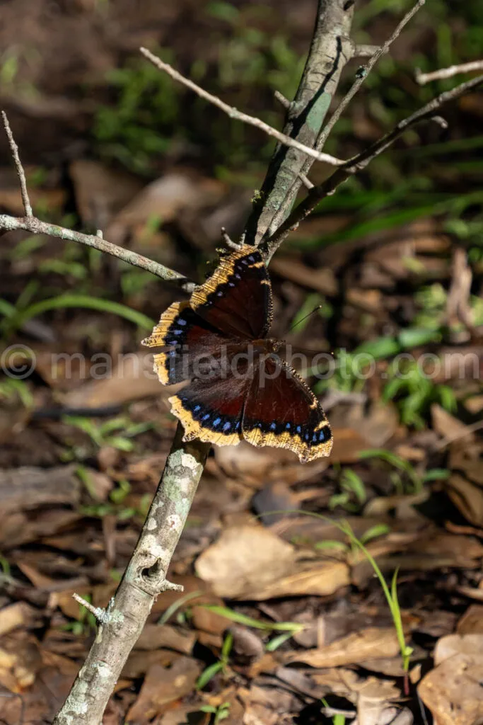 Mourning Cloak Butterfly At Purtis Creek State Park A4-33564 - Mansfield Photography