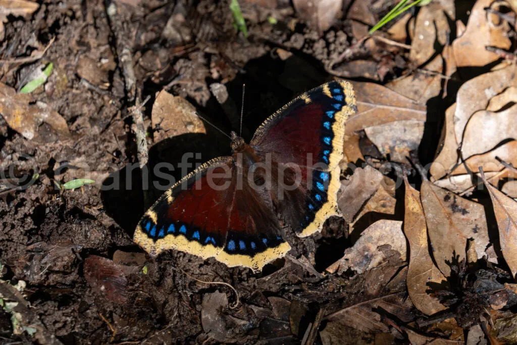 Mourning Cloak Butterfly At Purtis Creek State Park A4-33568 - Mansfield Photography