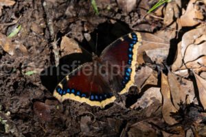 Mourning Cloak Butterfly At Purtis Creek State Park A4-33568 - Mansfield Photography