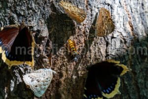 Insects Feeding At Purtis Creek State Park A4-33573 - Mansfield Photography