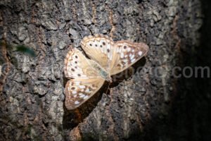 Hackberry Emperor Butterfly At Purtis Creek State Park A4-33578 - Mansfield Photography