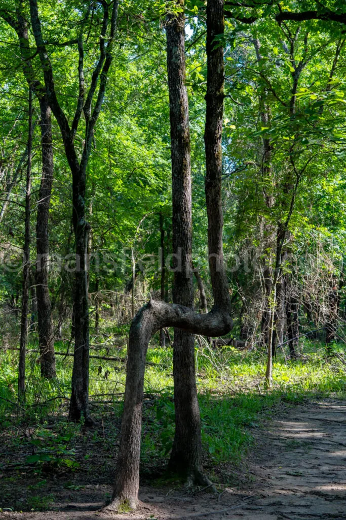 Bent Tree In Purtis Creek State Park A4-33587 - Mansfield Photography