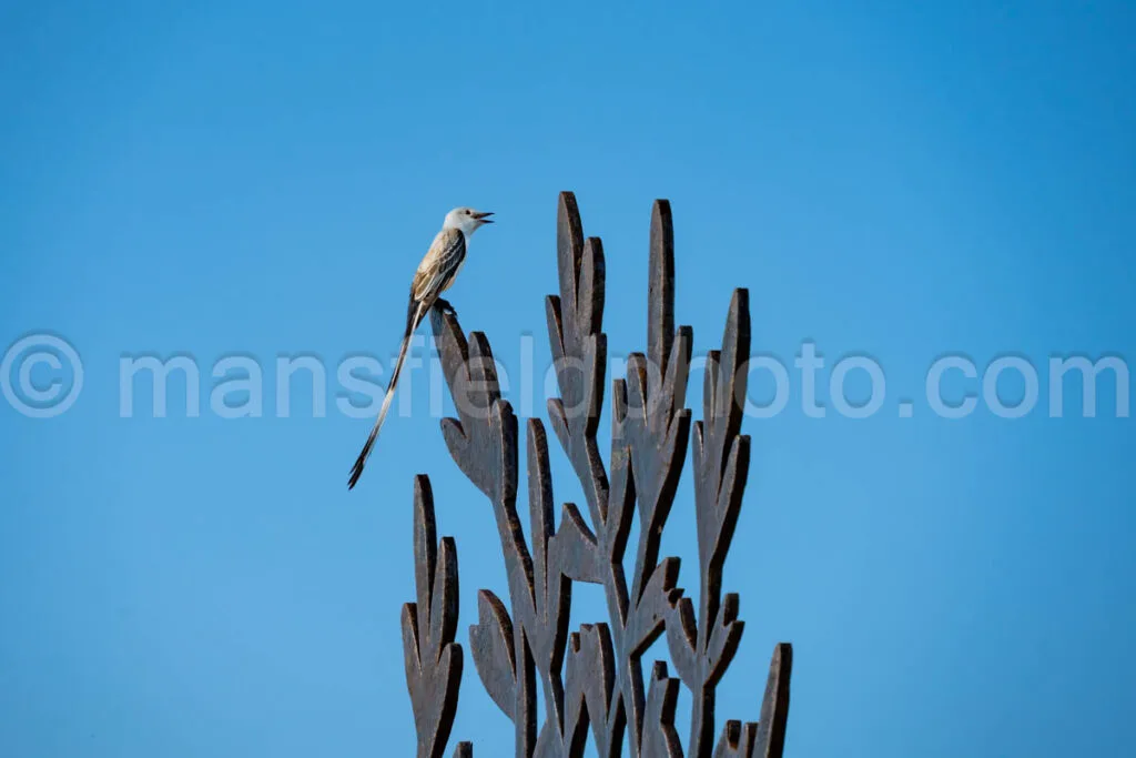 Scissor-Tailed Flycatcher Bird A4-33729 - Mansfield Photography