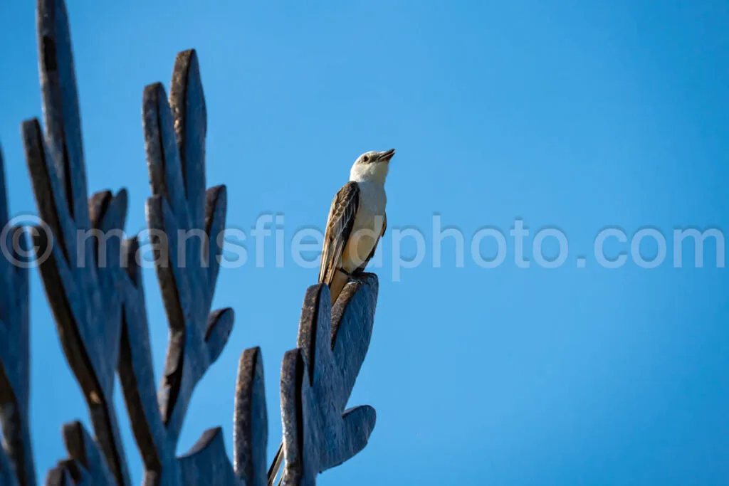 Scissor-Tailed Flycatcher Bird A4-33732 - Mansfield Photography