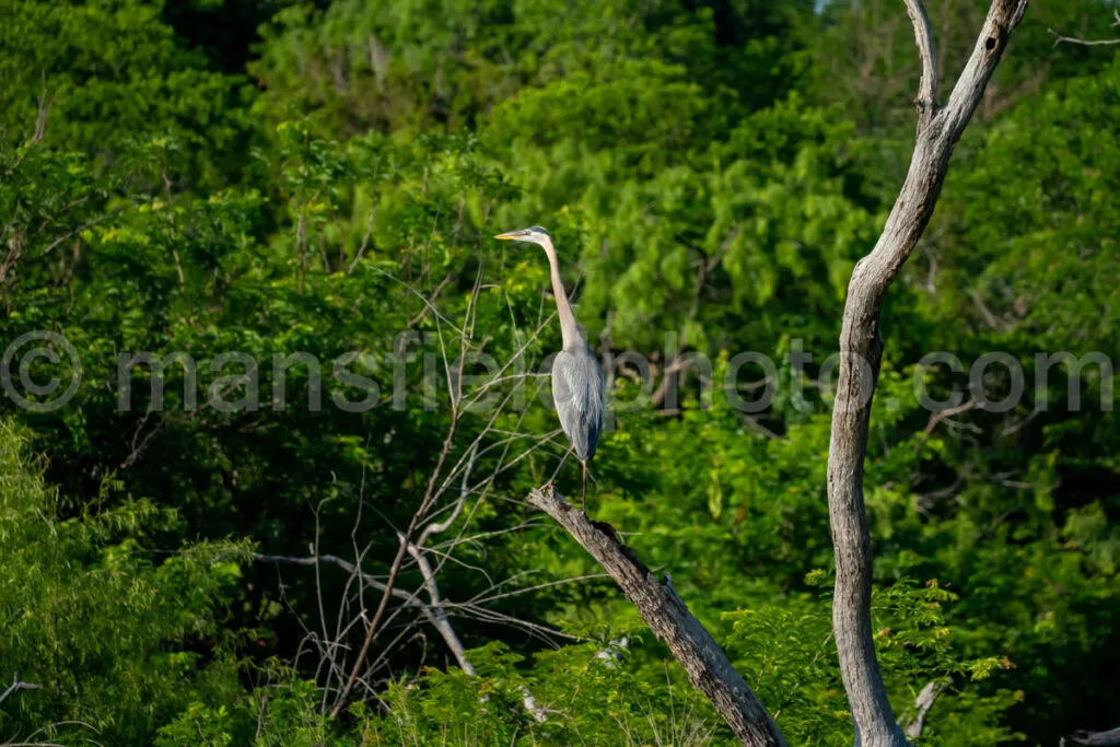 Great Blue Heron A4-33740 - Mansfield Photography