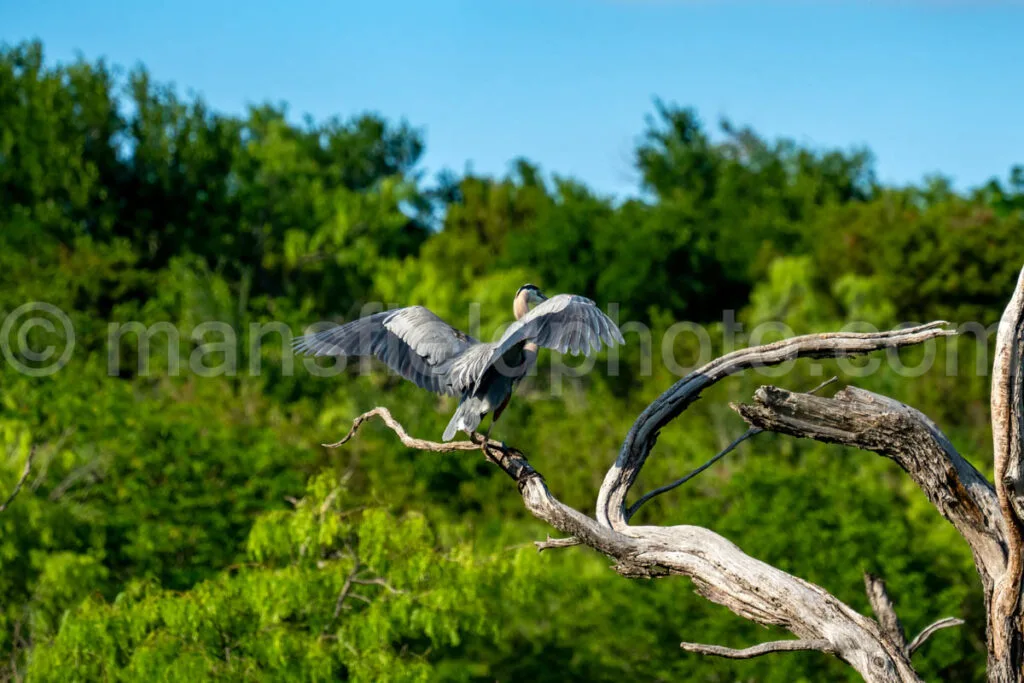 Great Blue Heron A4-33756 - Mansfield Photography