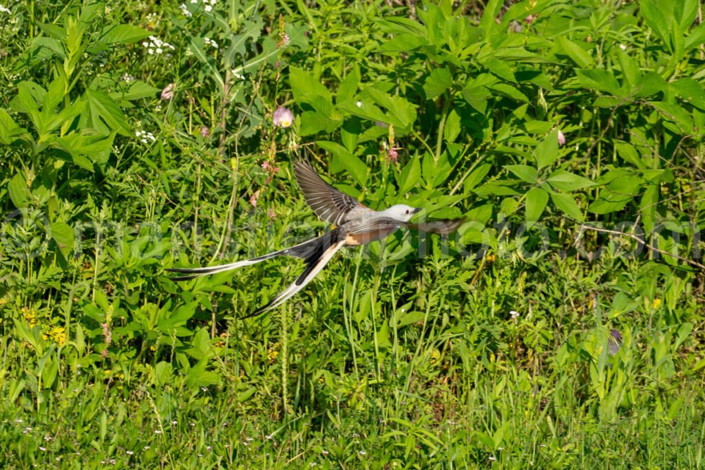 Scissor-Tailed Flycatcher Bird A4-33787 - Mansfield Photography