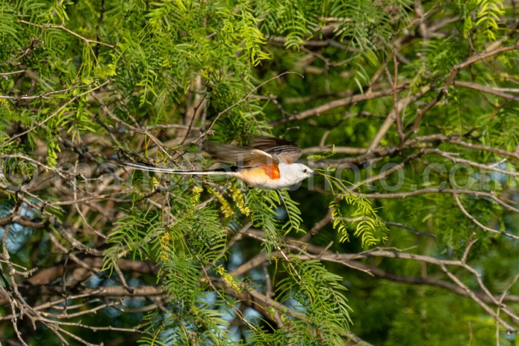 Scissor-Tailed Flycatcher Bird A4-33792 - Mansfield Photography