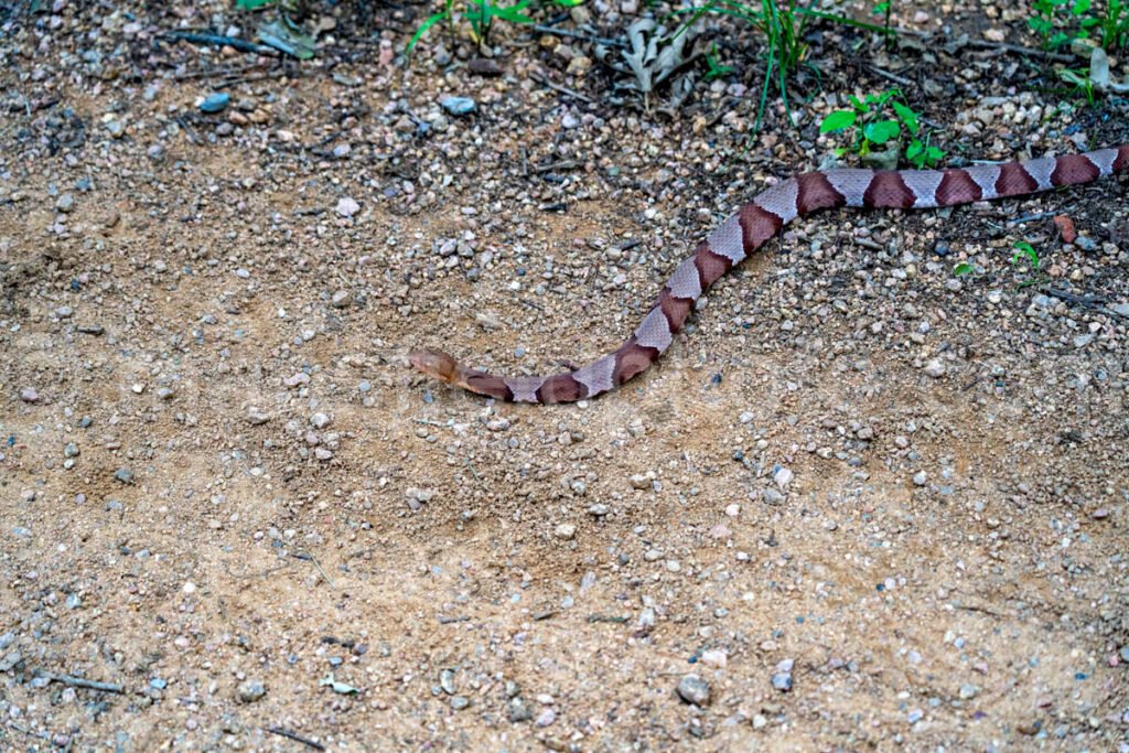 Copperhead Snake At Elmer Oliver Park A4-33848 - Mansfield Photography