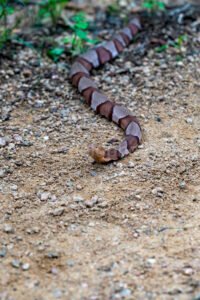Copperhead Snake At Elmer Oliver Park A4-33855 - Mansfield Photography