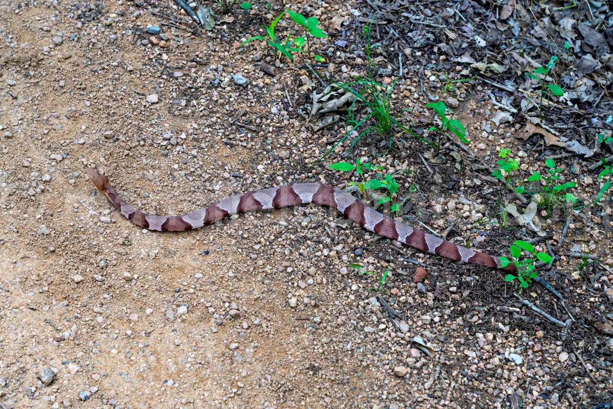 Copperhead Snake At Elmer Oliver Park A4-33866