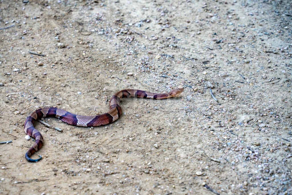 Copperhaed Snake At Elmer Oliver Park A4-33868 - Mansfield Photography