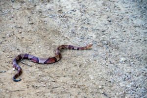 Copperhaed Snake At Elmer Oliver Park A4-33868 - Mansfield Photography