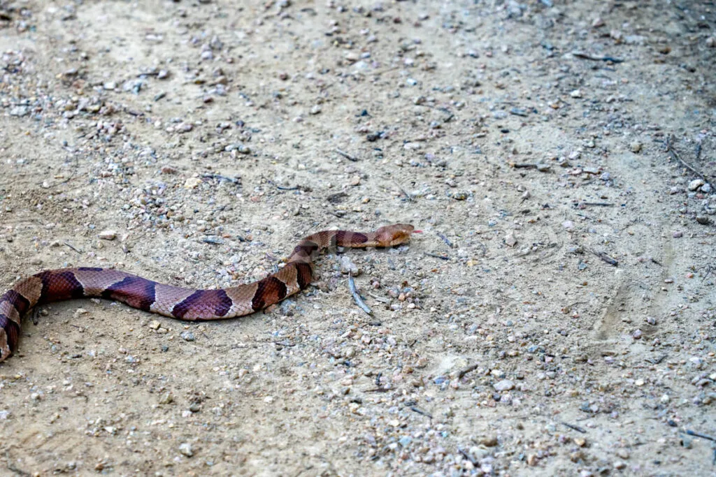 Copperhaed Snake At Elmer Oliver Park A4-33869 - Mansfield Photography