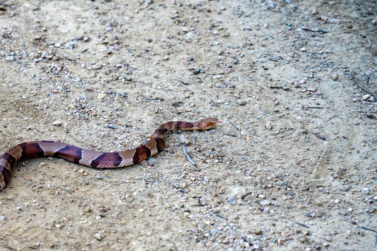 Copperhaed Snake At Elmer Oliver Park A4-33869