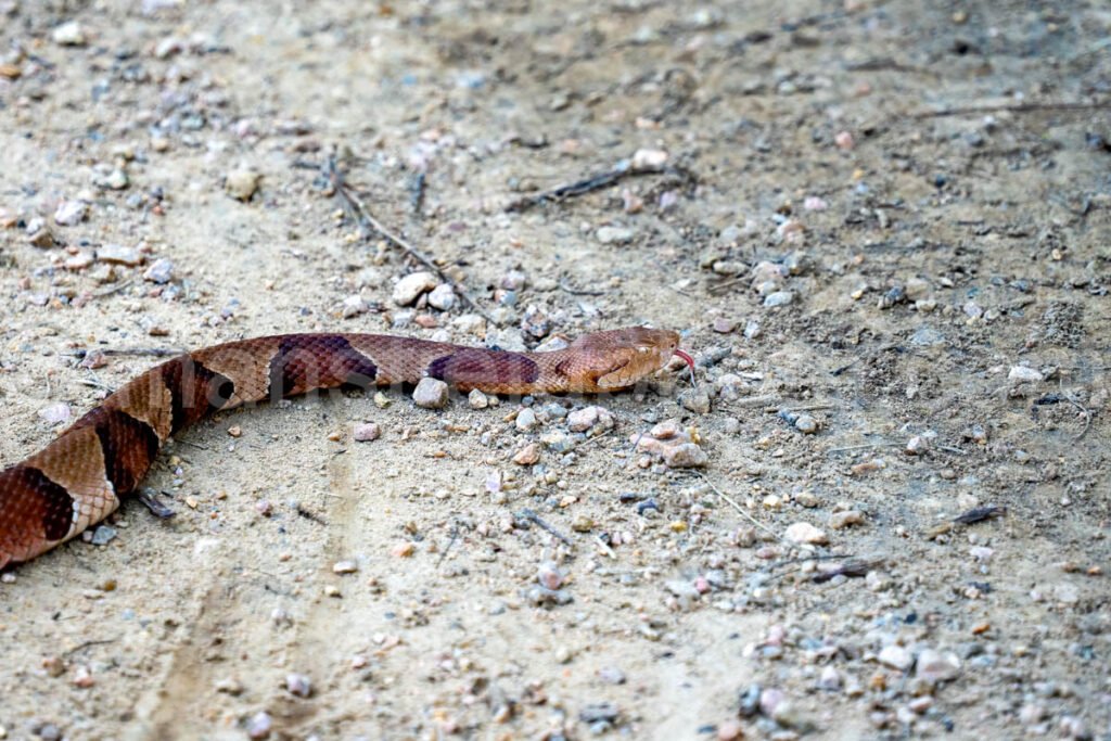 Copperhaed Snake At Elmer Oliver Park A4-33872 - Mansfield Photography