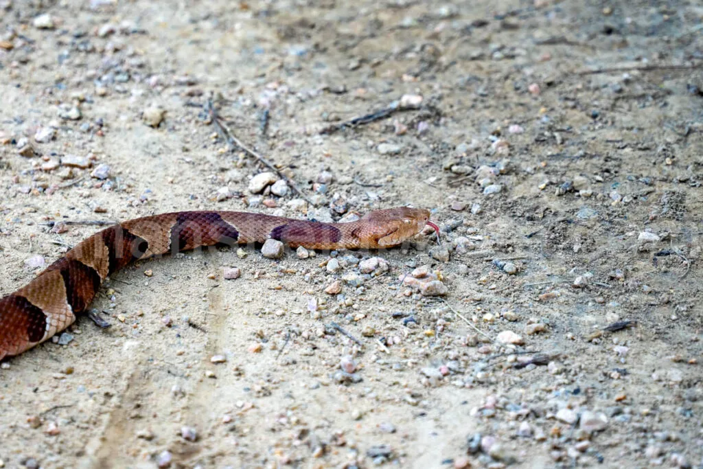 Copperhaed Snake At Elmer Oliver Park A4-33872 - Mansfield Photography