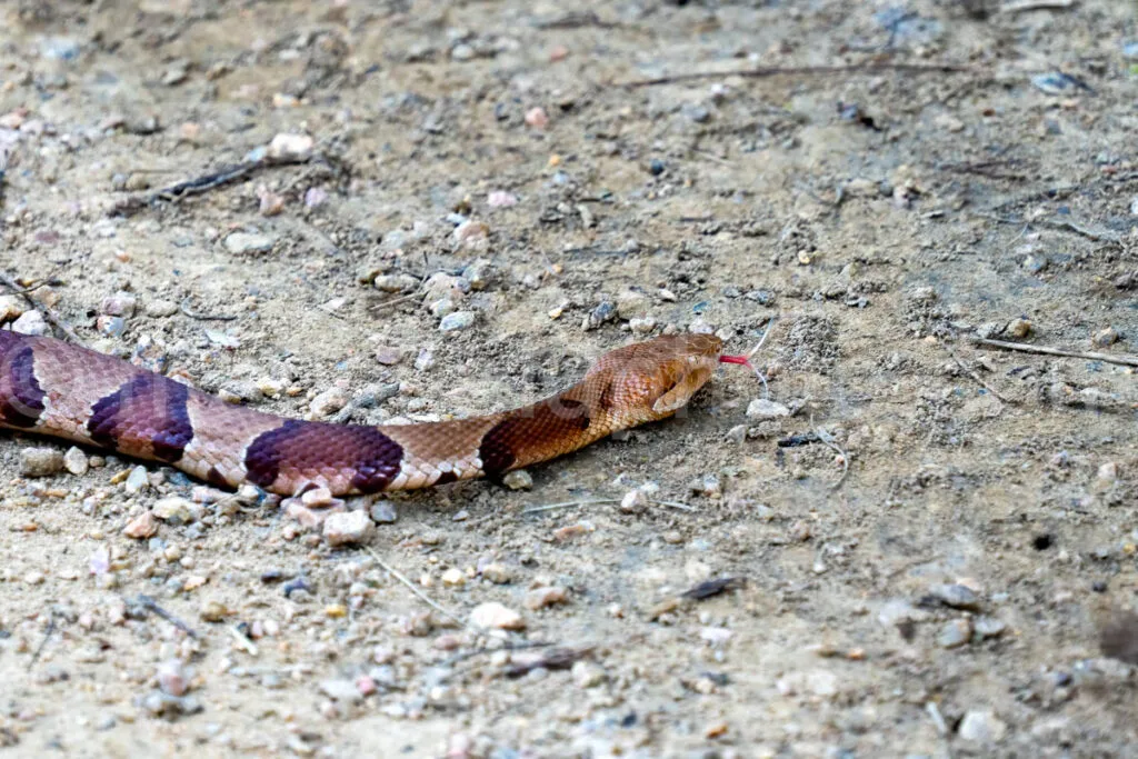 Copperhaed Snake At Elmer Oliver Park A4-33873 - Mansfield Photography