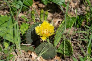 Prickly Pear Cactus Flower A4-33880 - Mansfield Photography