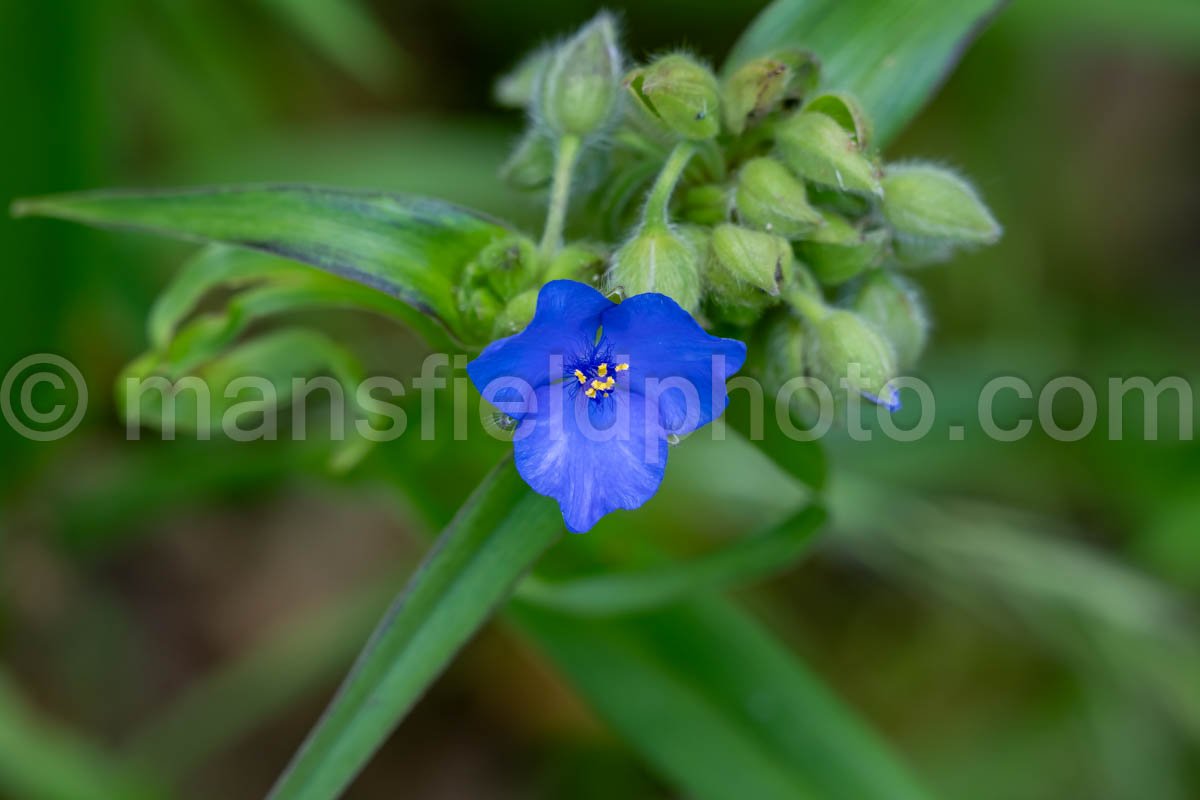 Virginia Spiderwort Flower A4-33905