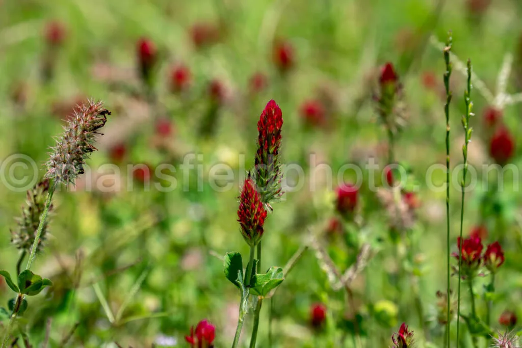 Crimson Clover At Lake Bob Sandlin State Park A4-33925 - Mansfield Photography