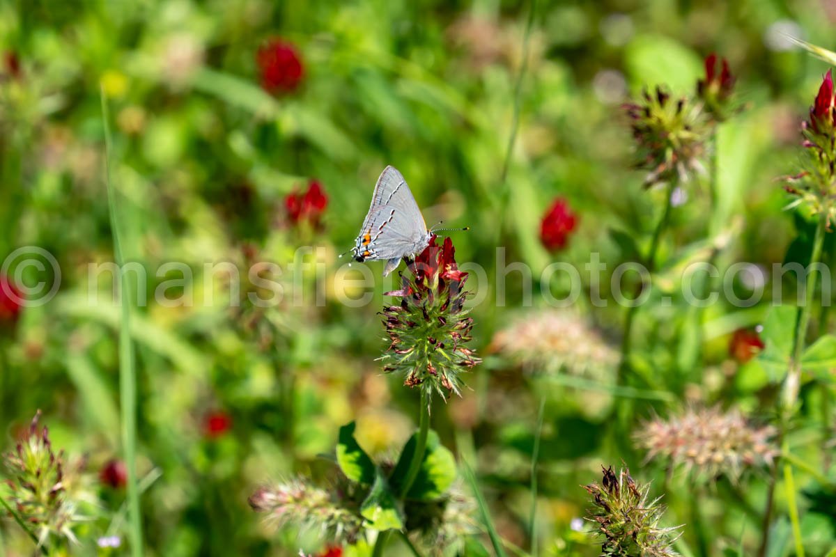 Gray Hairstreak Butterfly At Lake Bob Sandlin State Park A4-33930