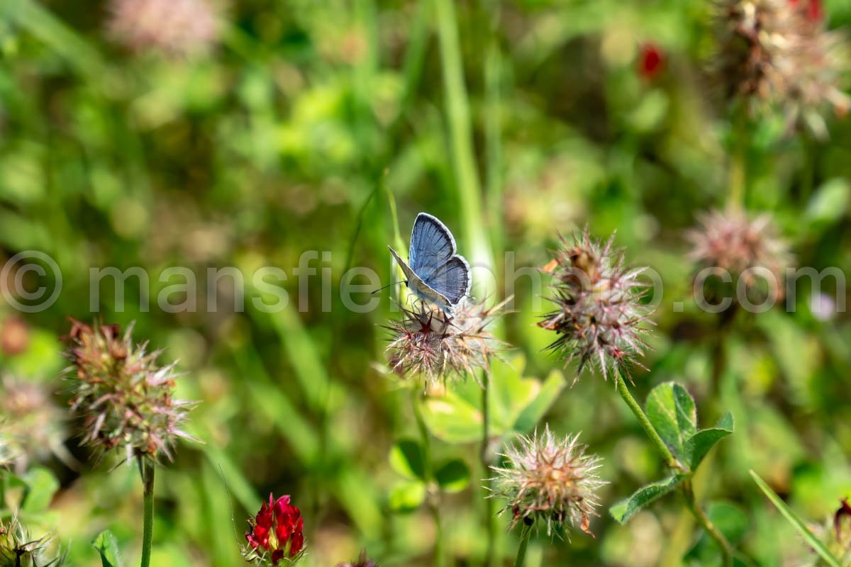 Eastern Tailed-Blue Butterfly At Lake Bob Sandlin State Park A4-33933