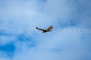 Turkey Vulture At Mccown Valley Park A4-33998 - Mansfield Photography