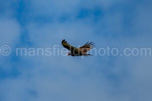 Turkey Vulture At Mccown Valley Park A4-34010 - Mansfield Photography