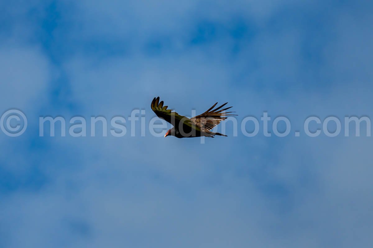 Turkey Vulture At Mccown Valley Park A4-34010