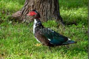 Muscovy Duck At Mccown Valley Park A4-34046 - Mansfield Photography