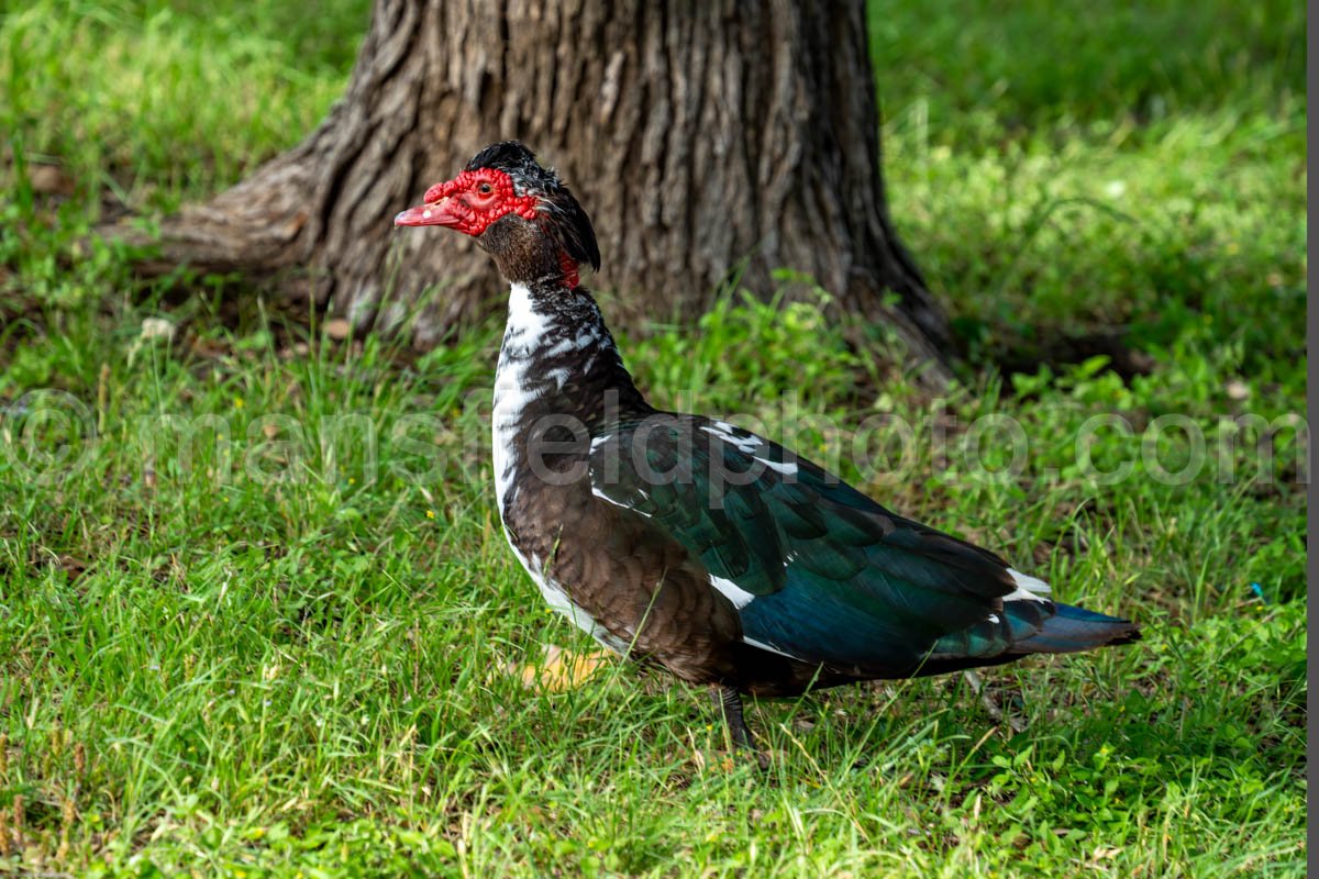 Muscovy Duck At Mccown Valley Park A4-34046