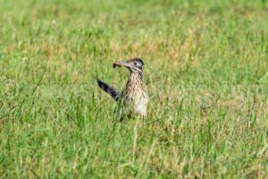 Roadrunner At Mccown Valley Park A4-34071 - Mansfield Photography