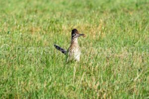 Roadrunner At Mccown Valley Park A4-34075 - Mansfield Photography
