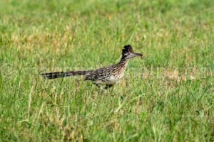 Roadrunner At Mccown Valley Park A4-34078 - Mansfield Photography
