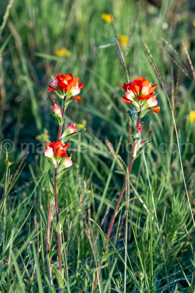 Indian Paintbrush Flower A4-34091 - Mansfield Photography