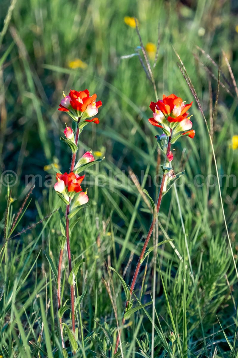 Indian Paintbrush Flower A4-34091